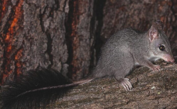 Brush-tailedphascoga_57511