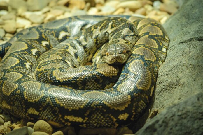 RAVIthepython_10849