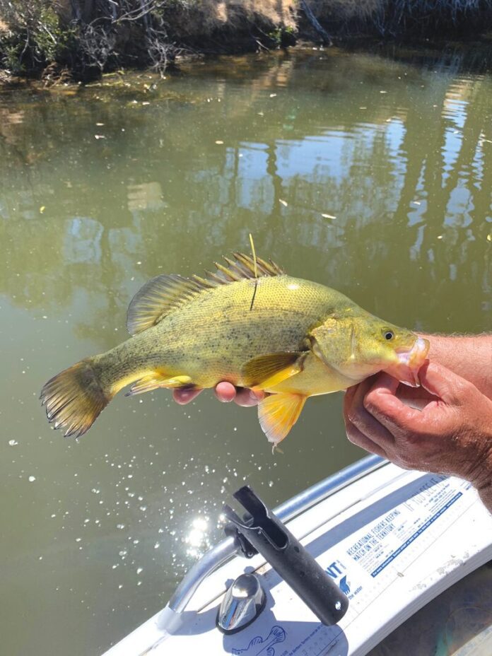 Wimmera-yella-tag_26911