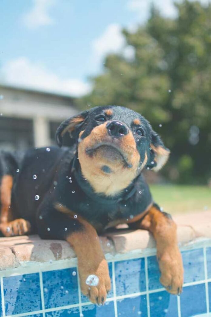 XMAS-PETS-HEAT-1_79215