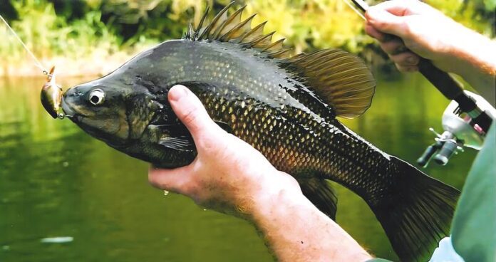 Macquarie_perch-tran_92022