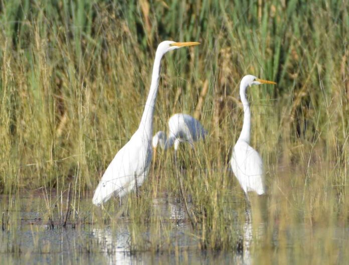 egrets_61921