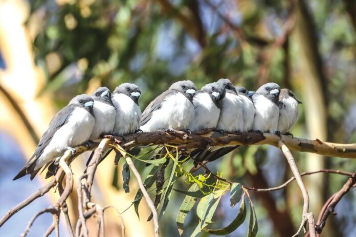 White-breastedWoodsw_48729