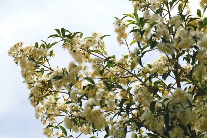 Australianblossoms2_12257