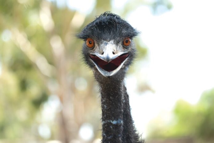 60210.Emukfp-5_24998