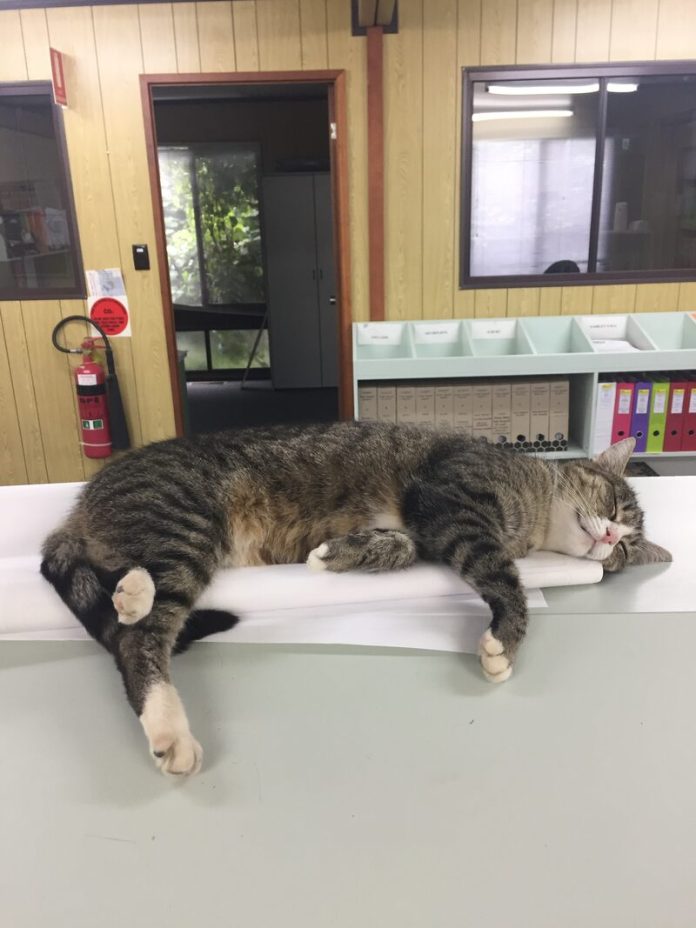 #Tiddles-Photo2#_07249
