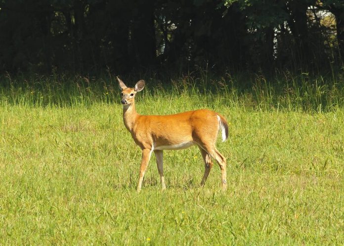pexels-jim-fawns-231_80714