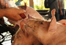 Lovell calls for free, online meat inspector course for farmers