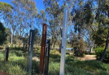 Tiger snake on the move around SAM Precinct