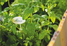 Tips for a thriving summer harvest