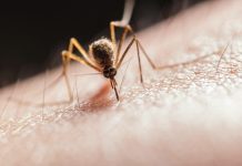Get protected from mosquito borne diseases