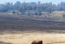 Ruffy bushfire appeal