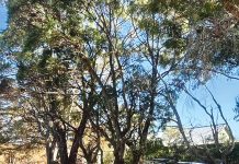 Coffee Refuels for Fire Heroes