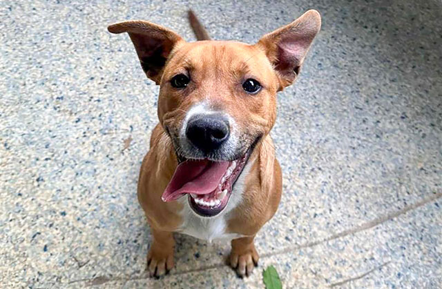 Dog