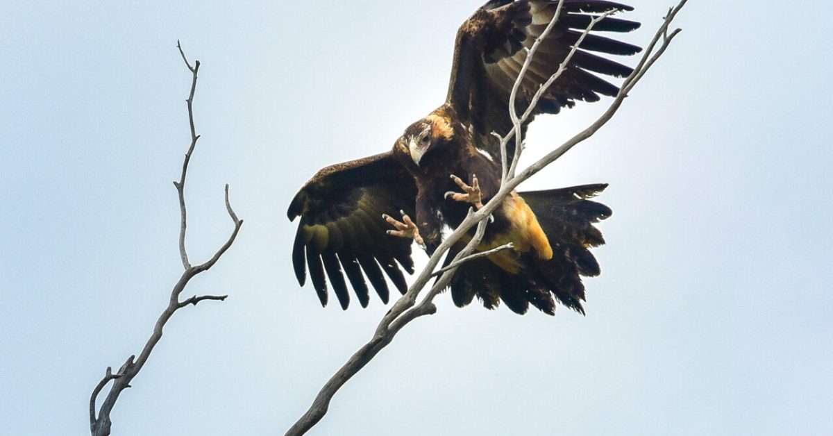 Iconic raptor soars in Goulburn Broken skies - The Shepparton Adviser