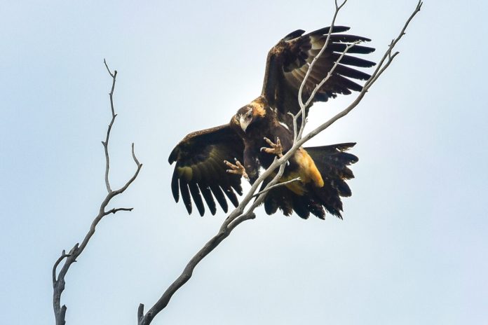 FEBWedge-tailedEagle_36745