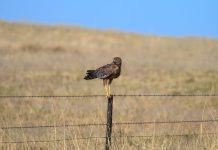 Long legs and a sharp eye: Meet the Spotted Harrier