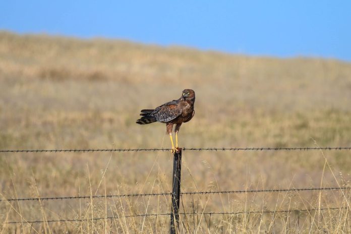 MARCHRosKingSpottedH_51402