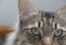 Get your winter snuggles at Cat Adoption Day