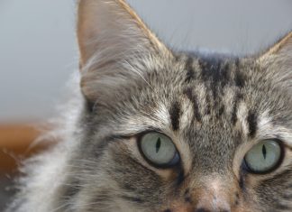 Get your winter snuggles at Cat Adoption Day