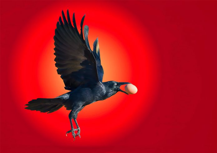 Crow-with-Egg