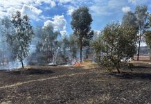 Cultural burning in Grey Box Grassy Woodland country