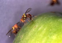 Tailored fruit fly management for Goulburn Murray Valley