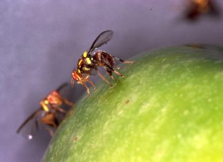 Tailored fruit fly management for Goulburn Murray Valley