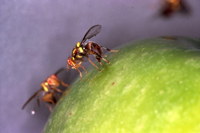 QLDFRUITFLY(1)_41948