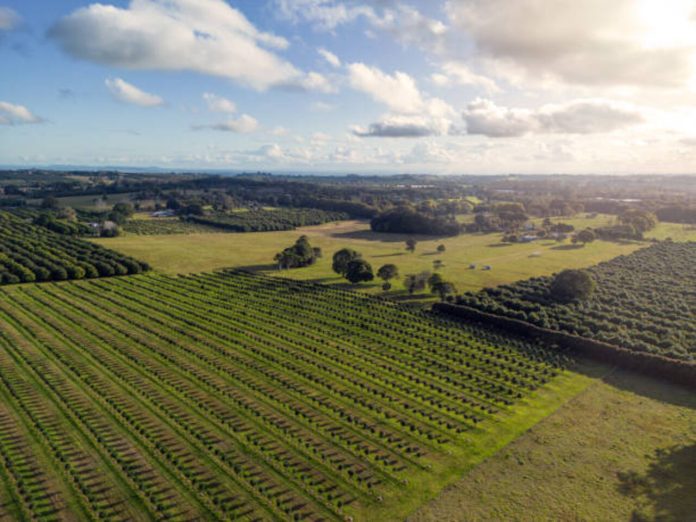 nutfarm_32436