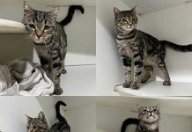 Find your paw–fect companion at the Shepparton Animal Shelter