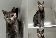Find your paw–fect companion at the Shepparton Animal Shelter