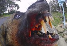Posties under attack!