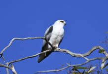 Soar with the Black-shouldered Kite