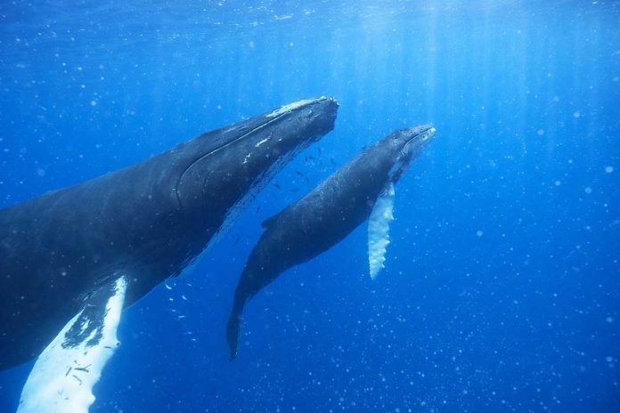 Whale-1