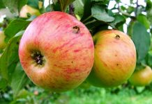 Leaders push for coordinated action to protect horticulture from fruit fly
