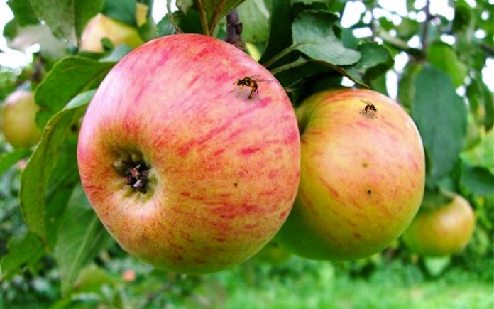 fly-apple32(2)_55981