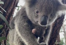 Little Joey Gumnet melting hearts at Kyabram Fauna Park