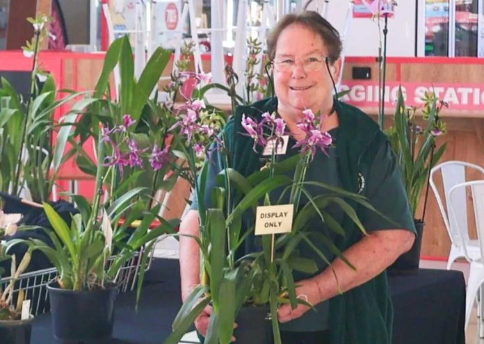 Orchids