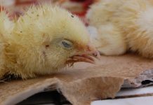 Avian influenza strain detected in Australian seabird