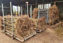 Annual tree clearance returns, helping communities grow again