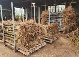 Annual tree clearance returns, helping communities grow again