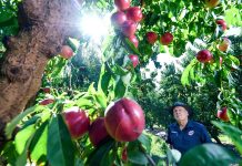 Protecting Victoria’s food security takes all of us