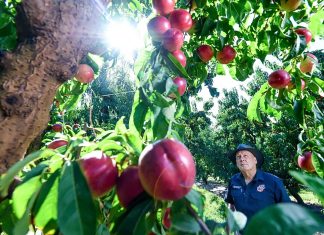Protecting Victoria’s food security takes all of us
