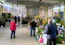 Spectacular orchid event in Mooroopna