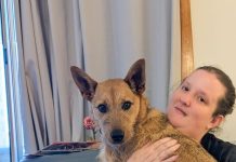 Road to rescue could enrich your home with a loving pet