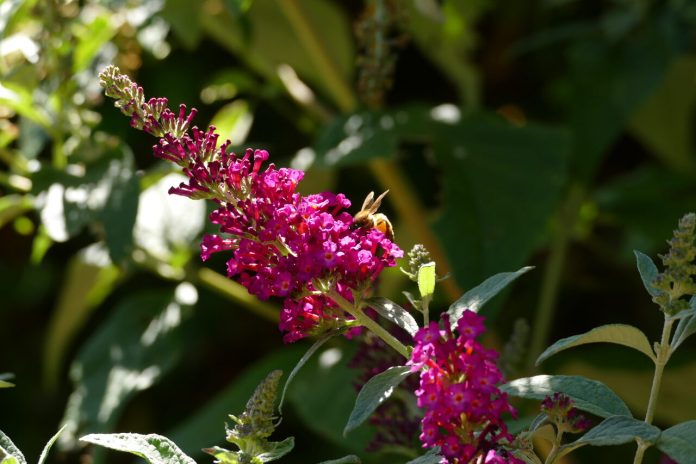 bee3_37889