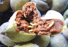 Growers warn of rising Fruit Fly numbers across the GMV
