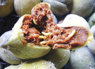 Growers warn of rising Fruit Fly numbers across the GMV